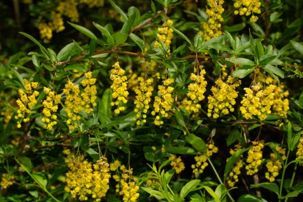 250 Ornamental shrubs Stock Pictures, Editorial Images and Stock Photos ...