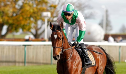 Physique Mohammed Tabti Winner British Stallion Editorial Stock Photo ...