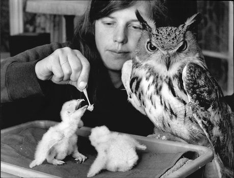 Caroline Brown Feeds Two Iranian Eagle Owl Chicks At Graeme Dangerfield's Wildlife Breeding Centre At Harpenden