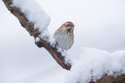 Reed Bunting Emberiza Schoeniclus Female Germany Editorial Stock Photo reed-bunting-emberiza-schoeniclus-female-germany-editorial-stock-photo