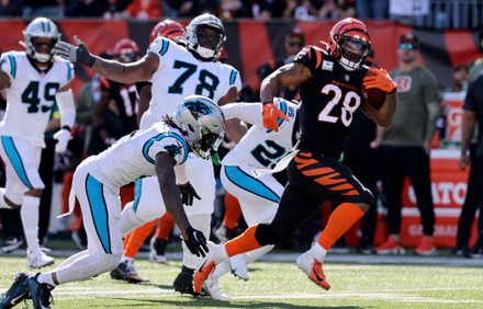 Carolina Panthers vs. Cincinnati Bengals preview