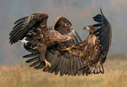 Pair Eagles Lock Talons They Battle Editorial Stock Photo - Stock Image ...