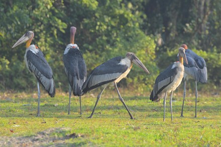 Greater Adjutant Stork Endangered Bird Searches Editorial Stock Photo ...