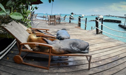 Sea Lioning Around Three Seal Lions Editorial Stock Photo - Stock Image