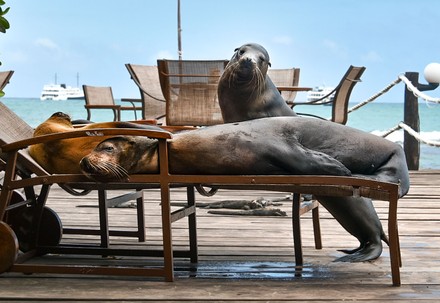 Sea Lioning Around Three Seal Lions Editorial Stock Photo - Stock Image