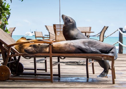 Sea Lioning Three Seal Lions Spotted Editorial Stock Photo - Stock