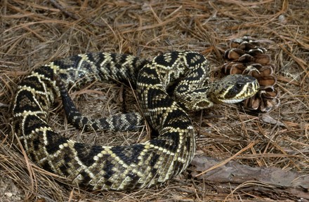 2 Eastern diamondback rattlesnakes Stock Pictures, Editorial Images and ...