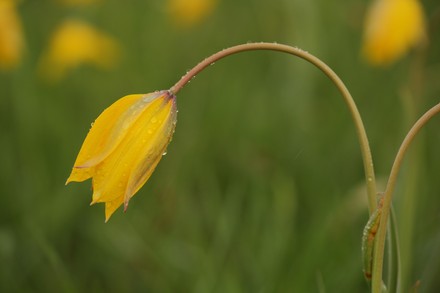 Wild Tulip Tulpia Sylvestris Hanging Down Editorial Stock Photo - Stock ...