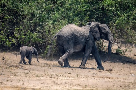 11 Elephant bite Stock Pictures, Editorial Images and Stock Photos ...