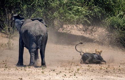 11 Elephant bite Stock Pictures, Editorial Images and Stock Photos ...