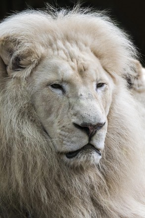 Male Leucistic White Lion Panthera Leo Editorial Stock Photo - Stock ...