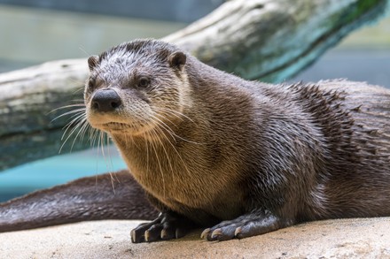 2,000 Eurasian river otter Stock Pictures, Editorial Images and Stock ...