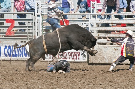 Cowboy Thrown While Bull Riding Rocky Editorial Stock Photo - Stock ...