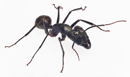 8 Camponotus gigas Stock Pictures, Editorial Images and Stock Photos ...