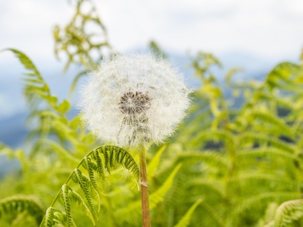 96 Dandelion heads Stock Pictures, Editorial Images and Stock Photos ...