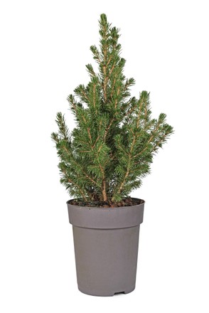 4 Cat spruce Stock Pictures, Editorial Images and Stock Photos