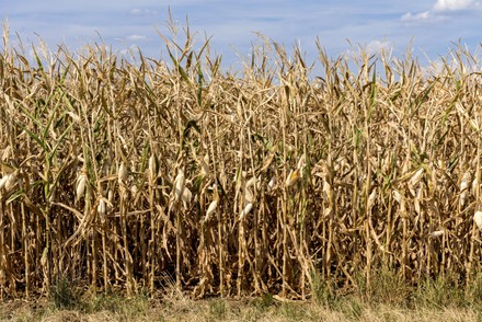 Corn Maize Zea Mays Field Dried Editorial Stock Photo - Stock Image ...