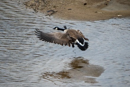 Canadian Geese Seen On Great Miami Editorial Stock Photo - Stock Image