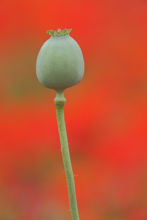 Fruit Capsule Opium Poppy Papaver Somniferum Editorial Stock Photo ...