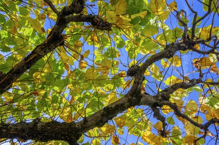 1,000 Linden Tree Stock Pictures, Editorial Images And Stock Photos ...