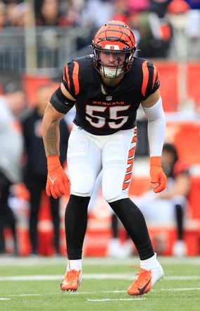 Cincinnati Bengals Logan Wilson 55 Celebrates Editorial Stock Photo - Stock  Image