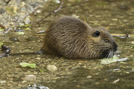 Nutria Myocastor Coypus Juvenile Water Eating Editorial Stock Photo ...