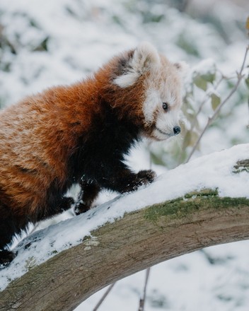 Red Panda Keeps Feet High Dry Editorial Stock Photo - Stock Image ...