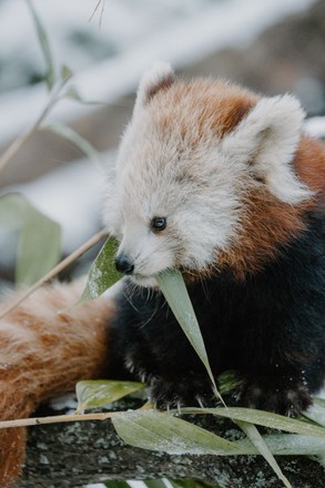 Red Panda Keeps Feet High Dry Editorial Stock Photo - Stock Image ...