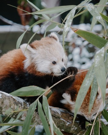 Red Panda Keeps Feet High Dry Editorial Stock Photo - Stock Image ...