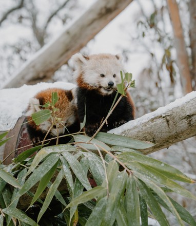 Red Panda Keeps Feet High Dry Editorial Stock Photo - Stock Image ...