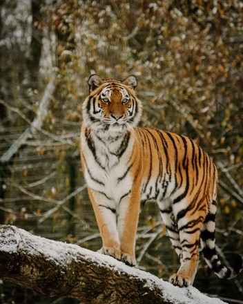 Tiger Takes Winter Wonderland Animals Longleat Editorial Stock Photo ...