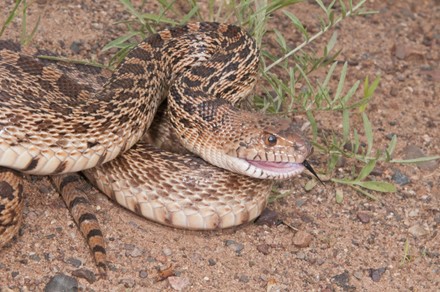 15 Common bull snake Stock Pictures, Editorial Images and Stock Photos ...