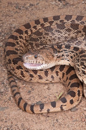 15 Common bull snake Stock Pictures, Editorial Images and Stock Photos ...