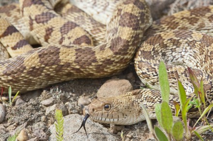 15 Common bull snake Stock Pictures, Editorial Images and Stock Photos ...