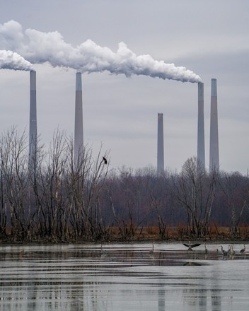 Great Blue Herons Seen Oxbow Nature Editorial Stock Photo - Stock Image ...