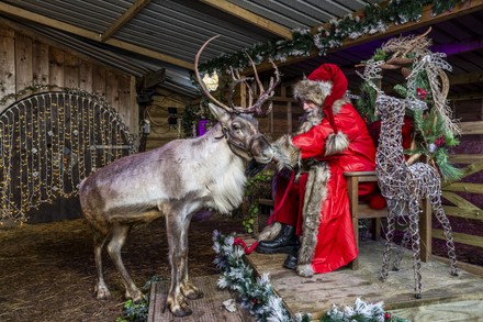 Father Christmas Keeps Comet Reindeer Wellfed Editorial Stock Photo - Stock Image  Shutterstock