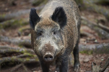 Portrait Central European Boar Sus Scrofa Editorial Stock Photo - Stock ...