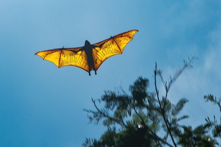 Large Specimen Giant Goldencrowned Flying Fox Editorial Stock Photo
