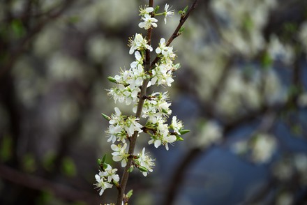 500 Prunus domestica Stock Pictures, Editorial Images and Stock Photos ...