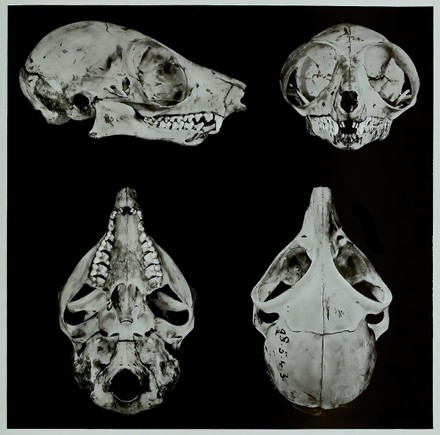 Skull Bone Research Evolution Research Piece Editorial Stock Photo ...