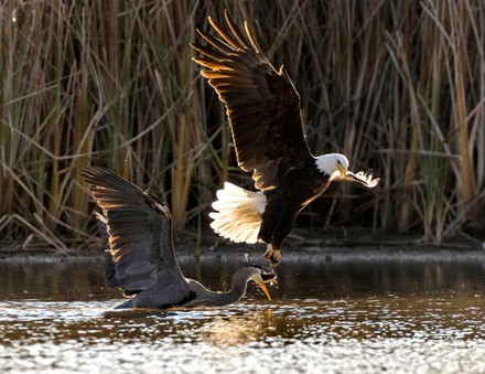 Hungry Eagle Swoops Down Attack Heron Editorial Stock Photo - Stock