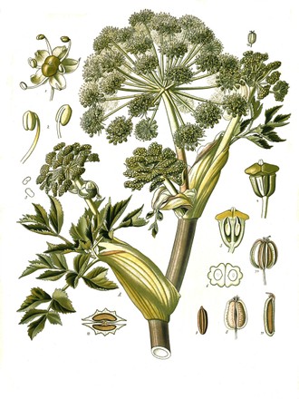 Medicinal Plant Medicinal Norwegian Angelica Angelica Editorial Stock ...