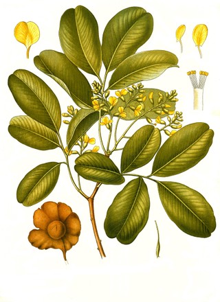 Malabar Kino Tree Pterocarpus Marsupium Malabar Editorial Stock Photo ...