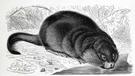 South African Springhare Pedetes Capensis Rodent Editorial Stock Photo ...