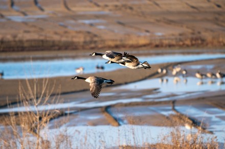 Canada goose cheap miami usa