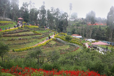 Rose Garden Kodaikanal Tamil Nadu India Editorial Stock Photo - Stock ...