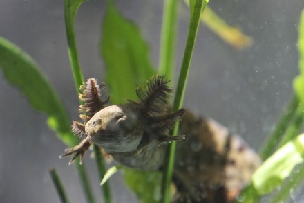 Specimen Axolotl Ambystoma Mexicanum Seen Axolote Editorial Stock Photo ...