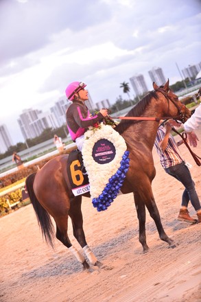 Jockey Junior Alvarado Enter Race Winner Editorial Stock Photo - Stock