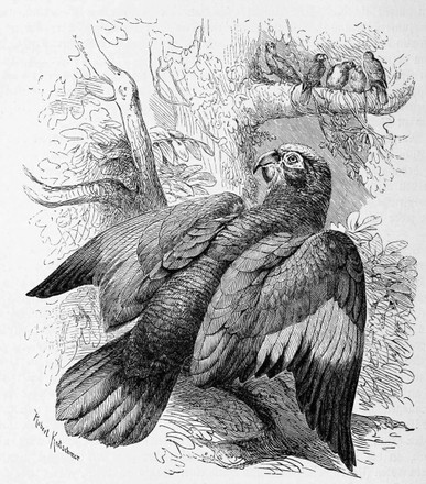 Bird Oilbirds Steatornis Caripensis Steatornithidae Historic Editorial 