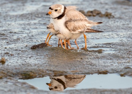 Pictured Chicks Making Look Like Their Editorial Stock Photo - Stock